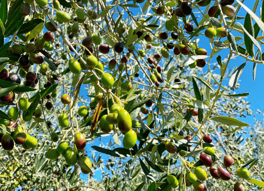 Le nostre cultivar